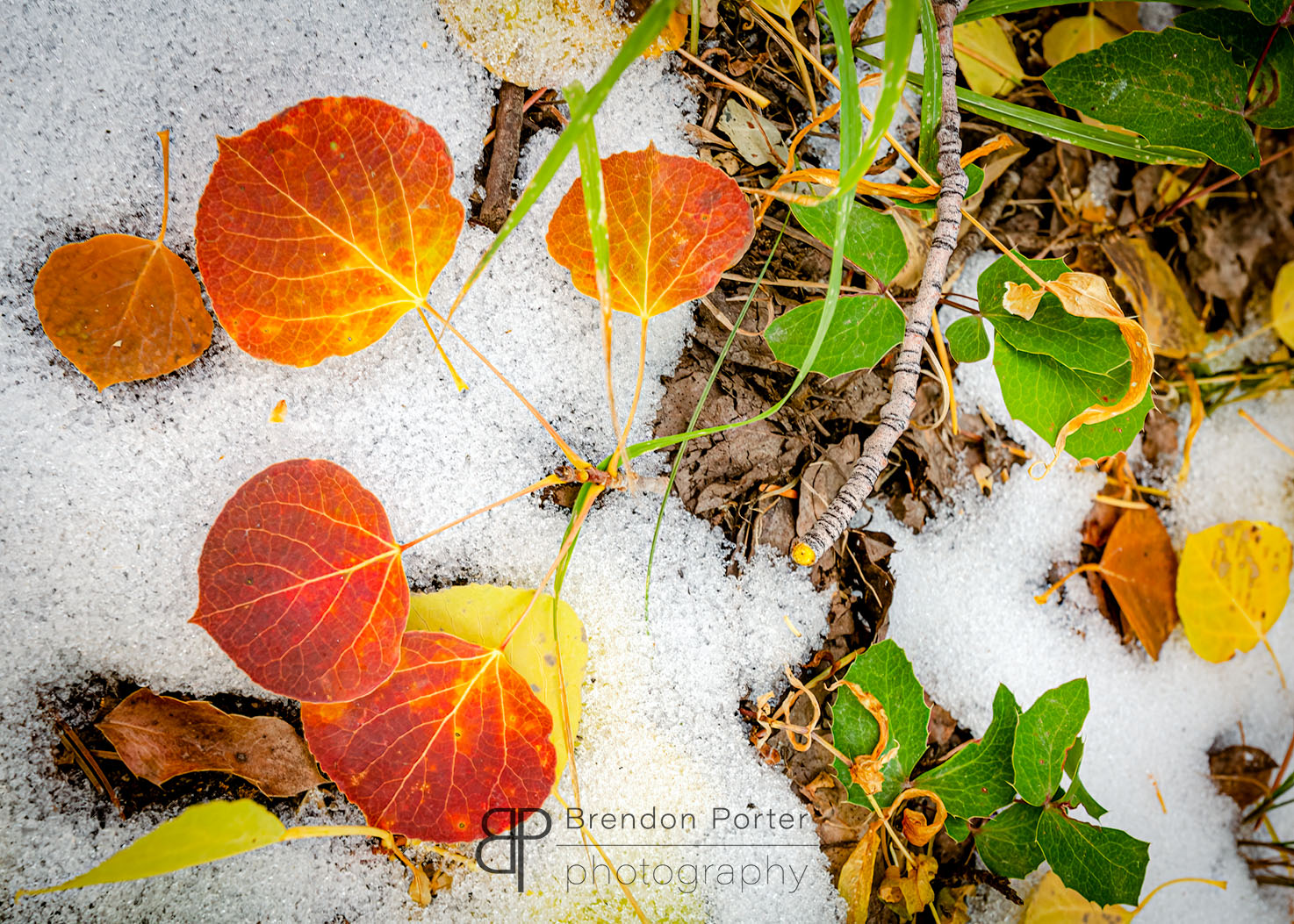 Fall Foliage